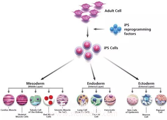generation of induced pluripotent stem cells